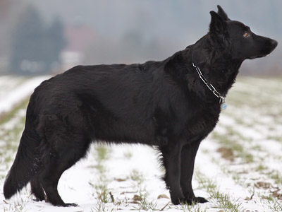 Enni von Schloß Bladenhorst