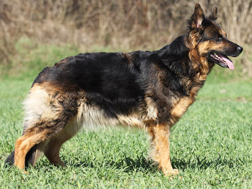 Askia vom Waldschloss