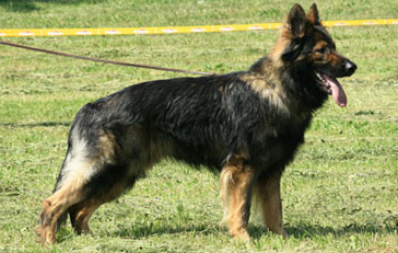 Dusty vom Wolfsweiher