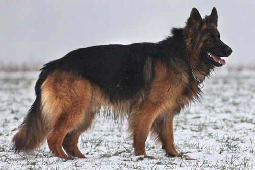 Ursus von der Magistrale